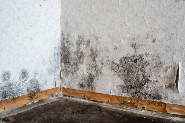 Best Residential Mold Removal  in USA